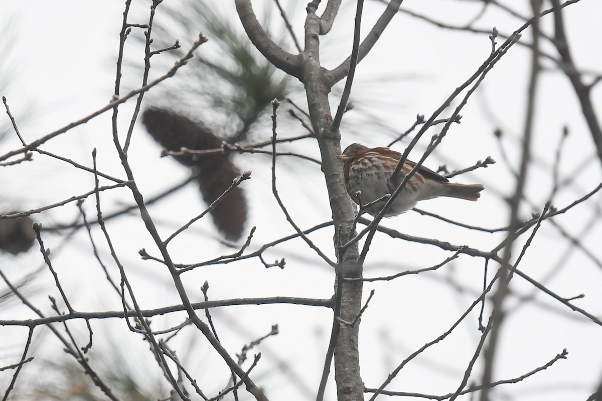 Fox Sparrow - ML649616412