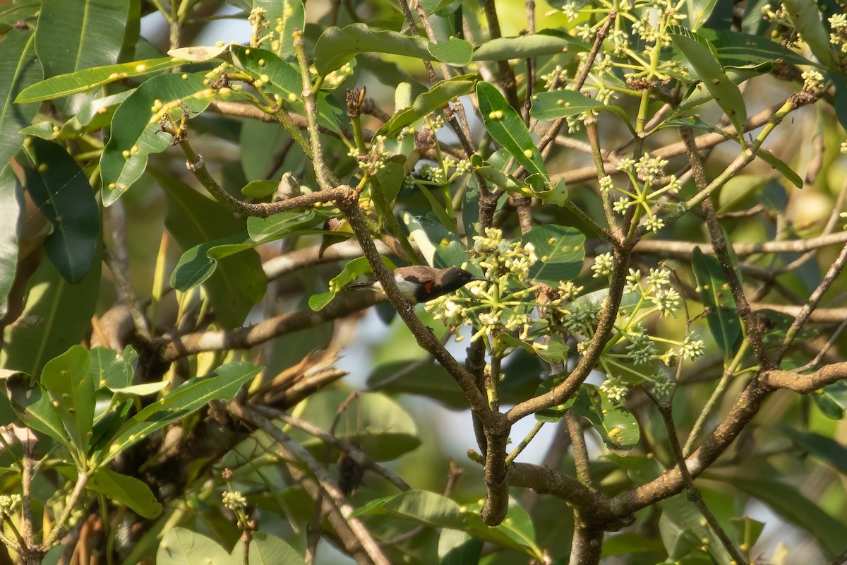 Ornate Sunbird (Cream-bellied) - ML649616430
