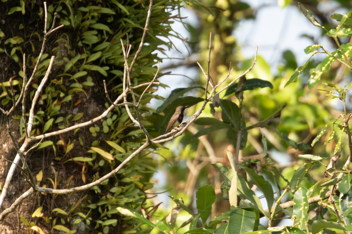 Ornate Sunbird (Cream-bellied) - ML649616432