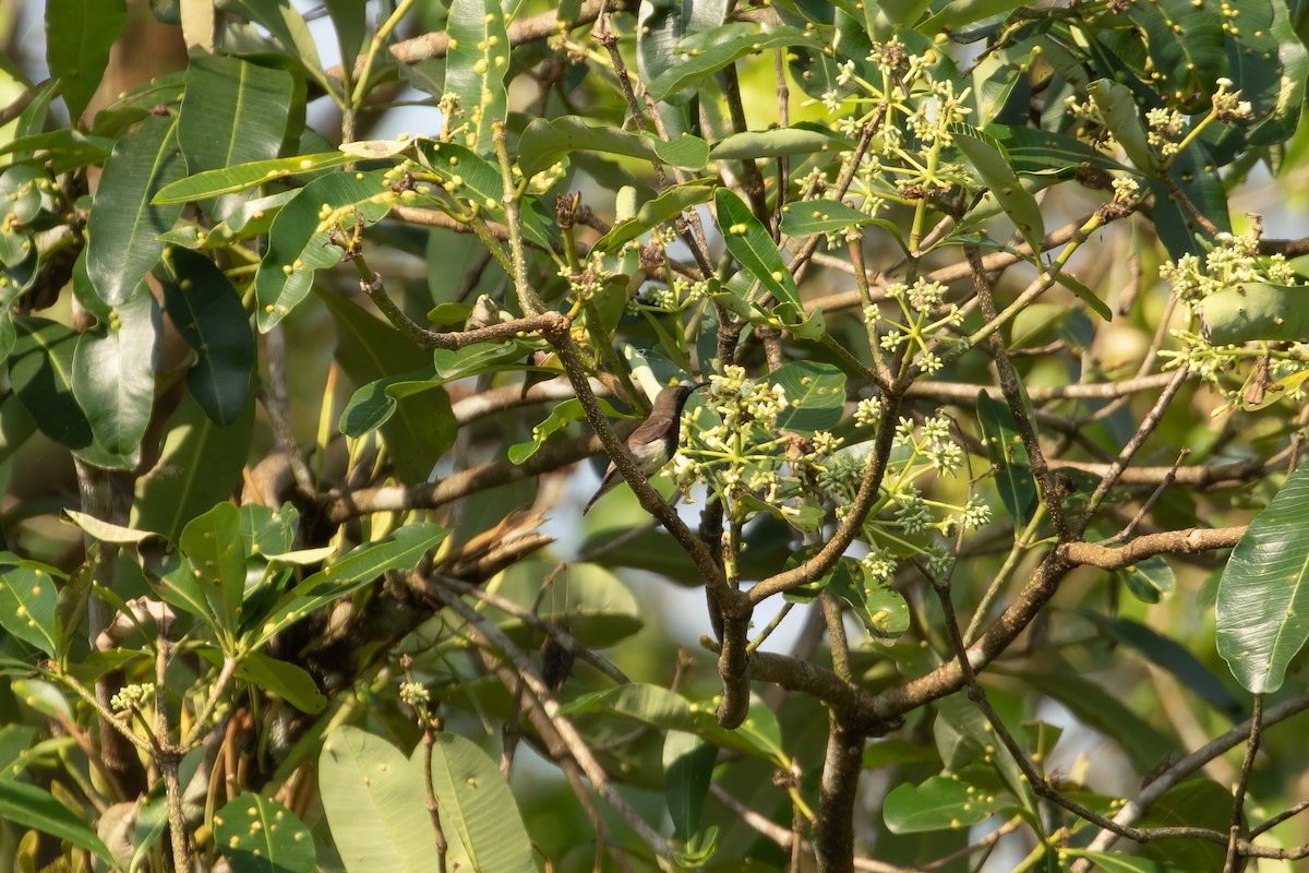 Ornate Sunbird (Cream-bellied) - ML649616434