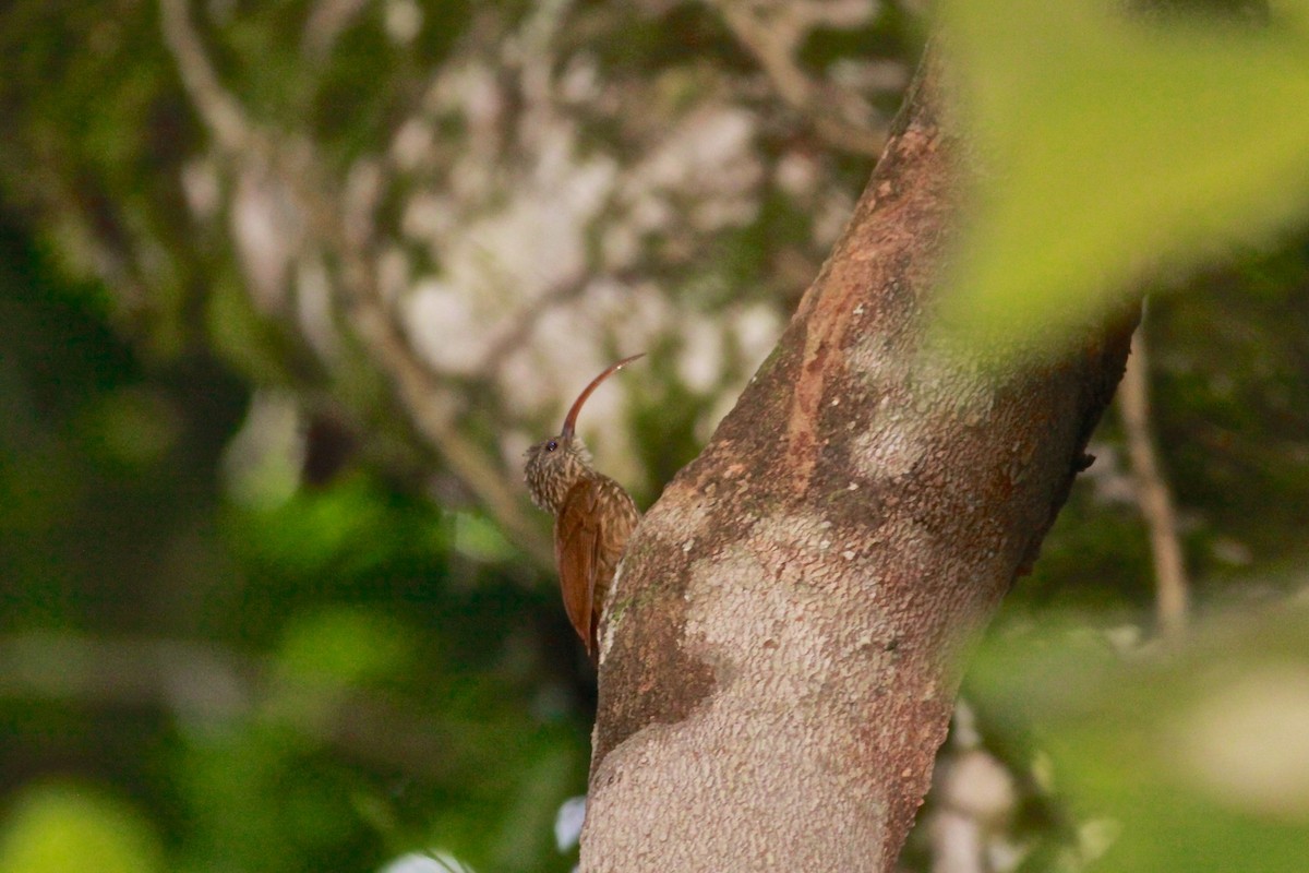 Tapajos Scythebill (Tapajos) - ML649616588
