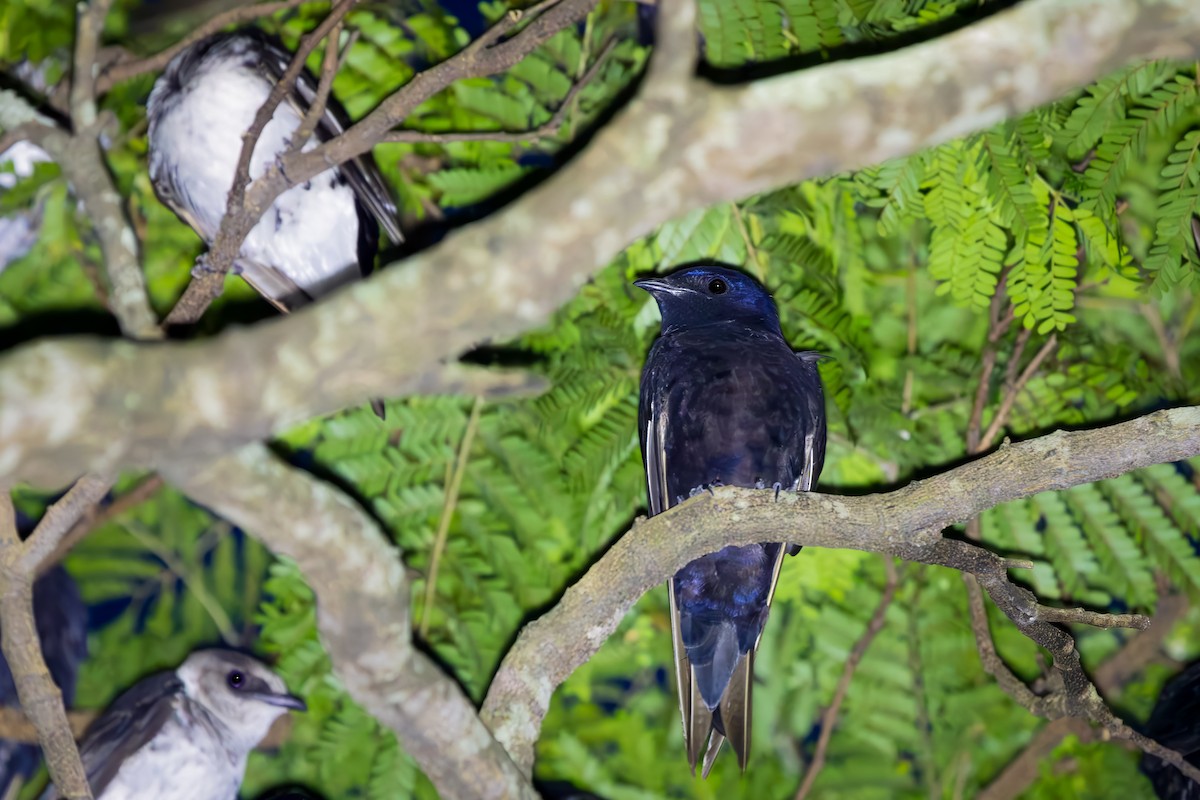 Purple Martin - ML649616907