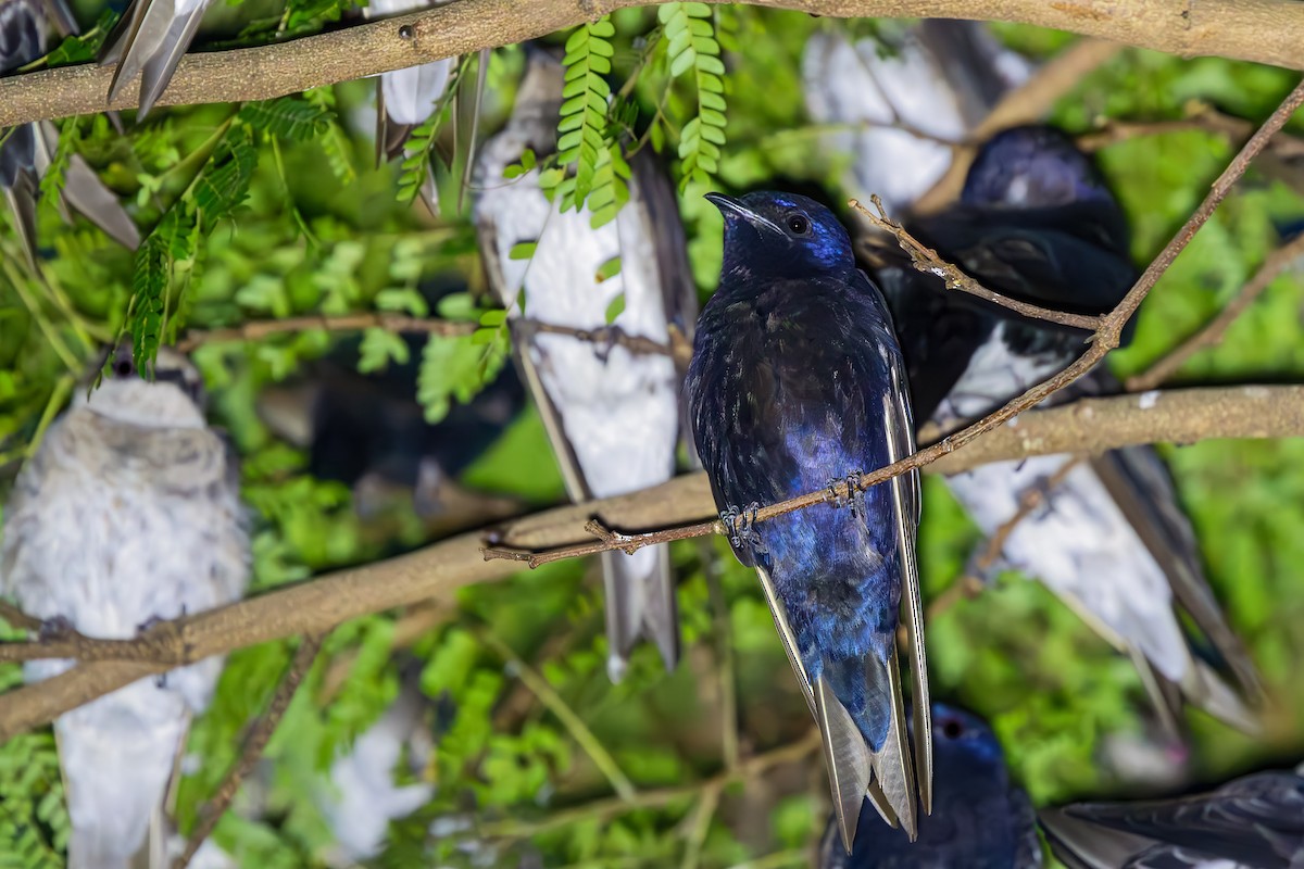 Purple Martin - ML649616909