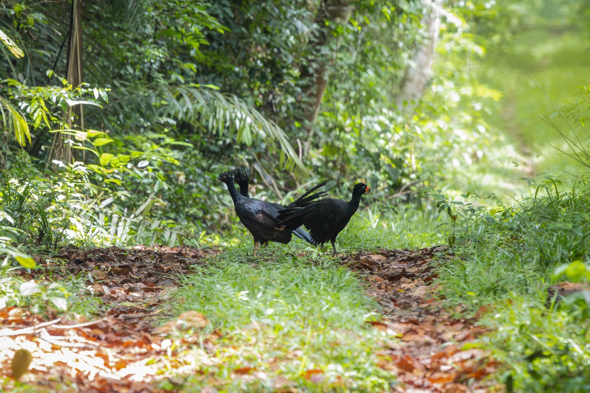 Red-billed Curassow - ML649617003