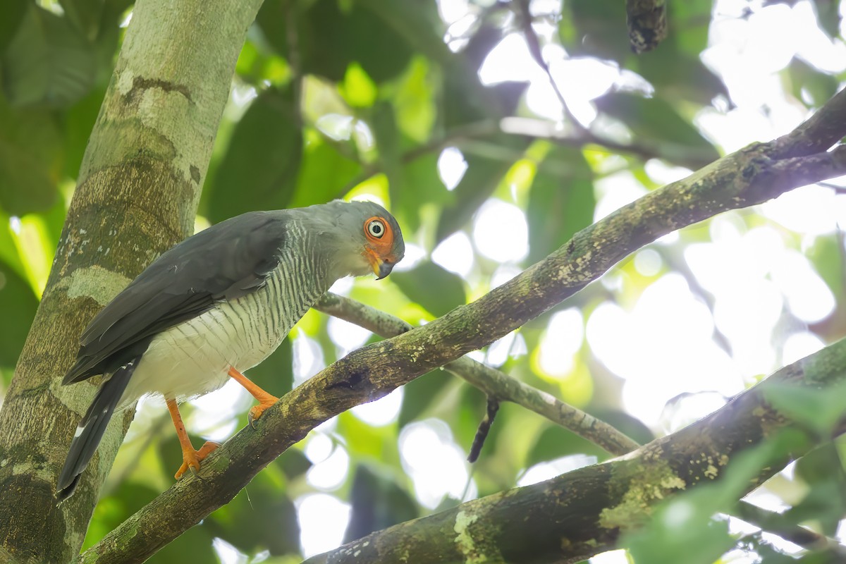 Cryptic Forest-Falcon - ML649617024