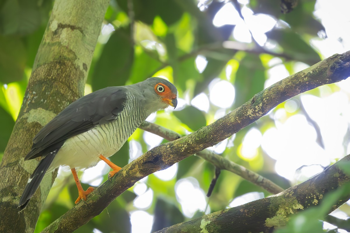 Cryptic Forest-Falcon - ML649617056