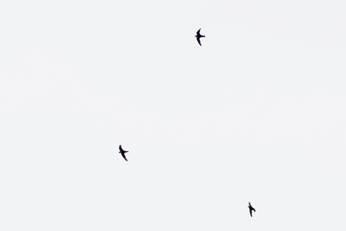 White-collared Swift - ML649617183