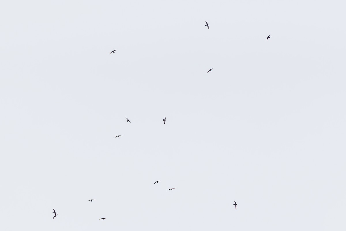 White-collared Swift - ML649617225