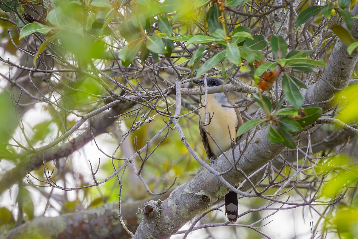 Dark-billed Cuckoo - ML649617297