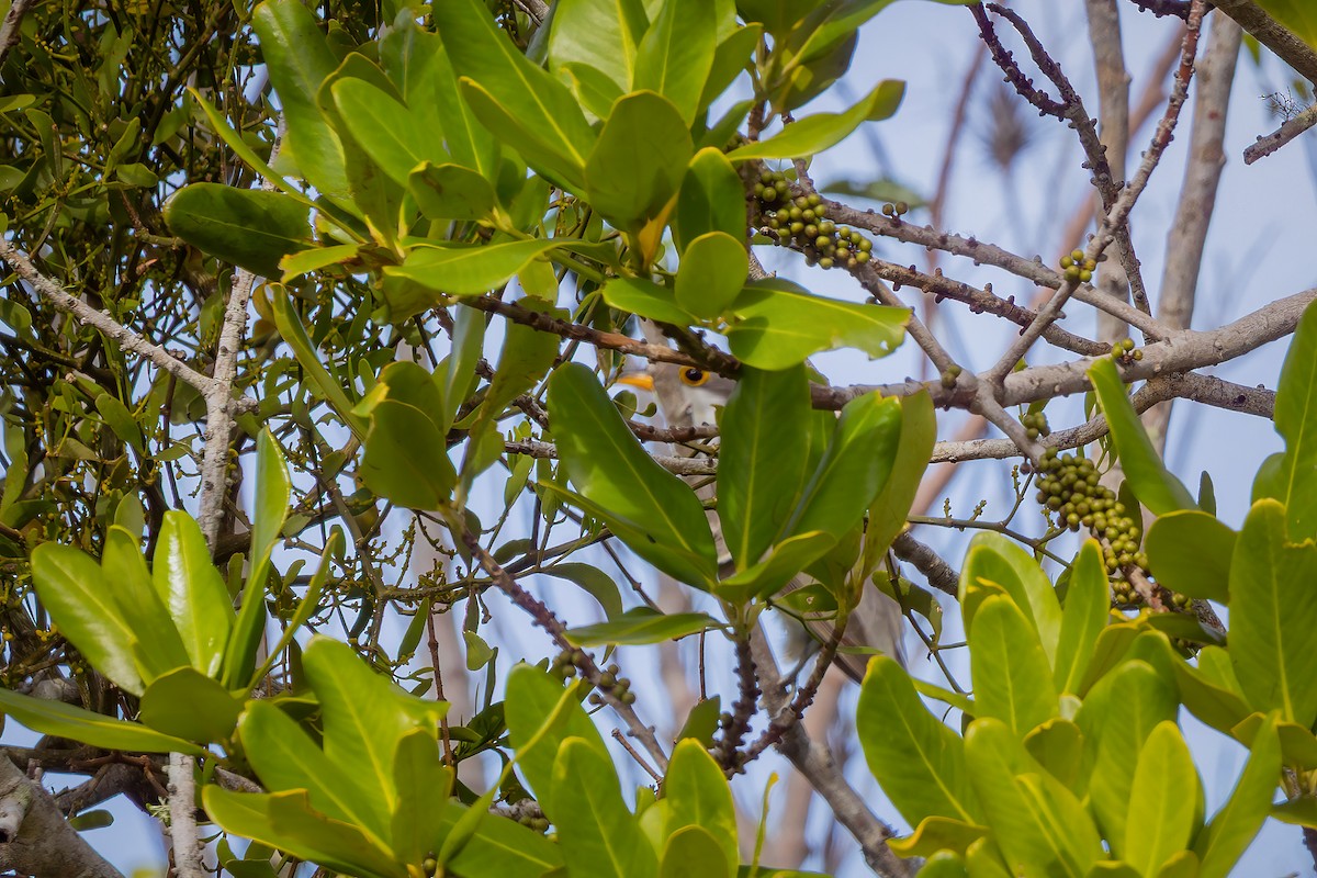 Yellow-billed Cuckoo - ML649617304