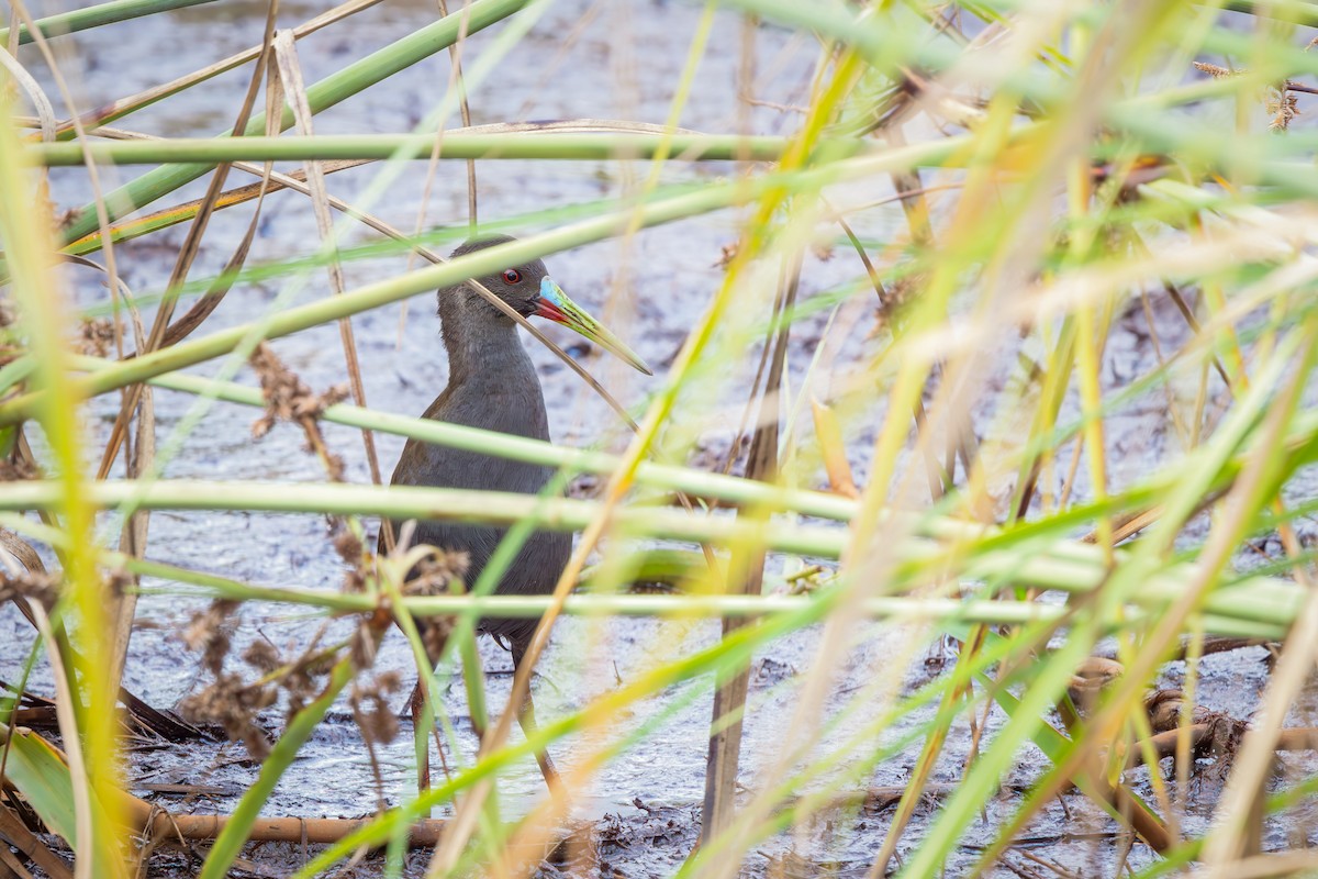 Plumbeous Rail - ML649617317