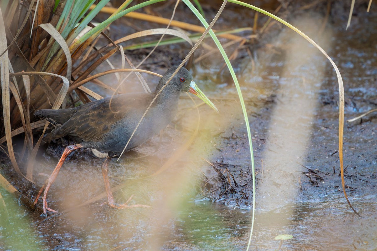 Plumbeous Rail - ML649617318
