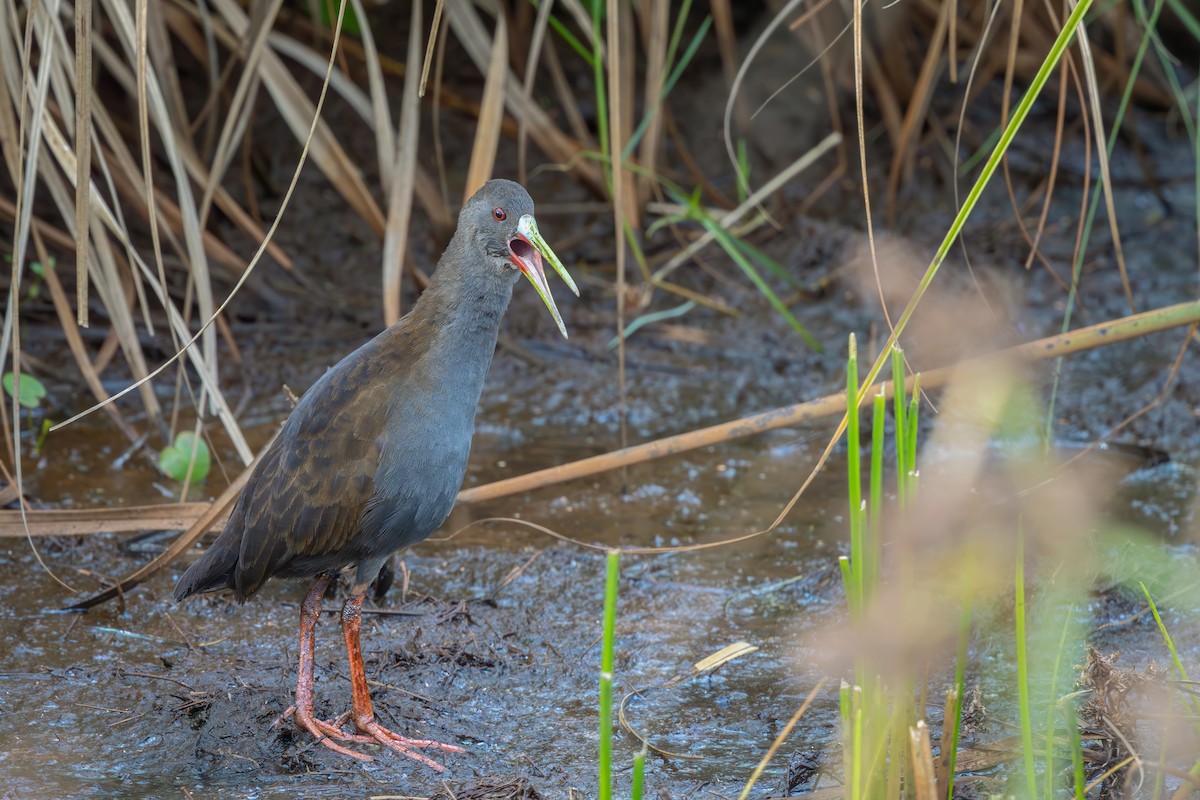 Plumbeous Rail - ML649617319