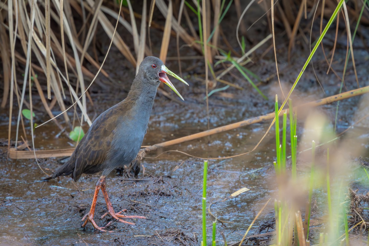 Plumbeous Rail - ML649617320