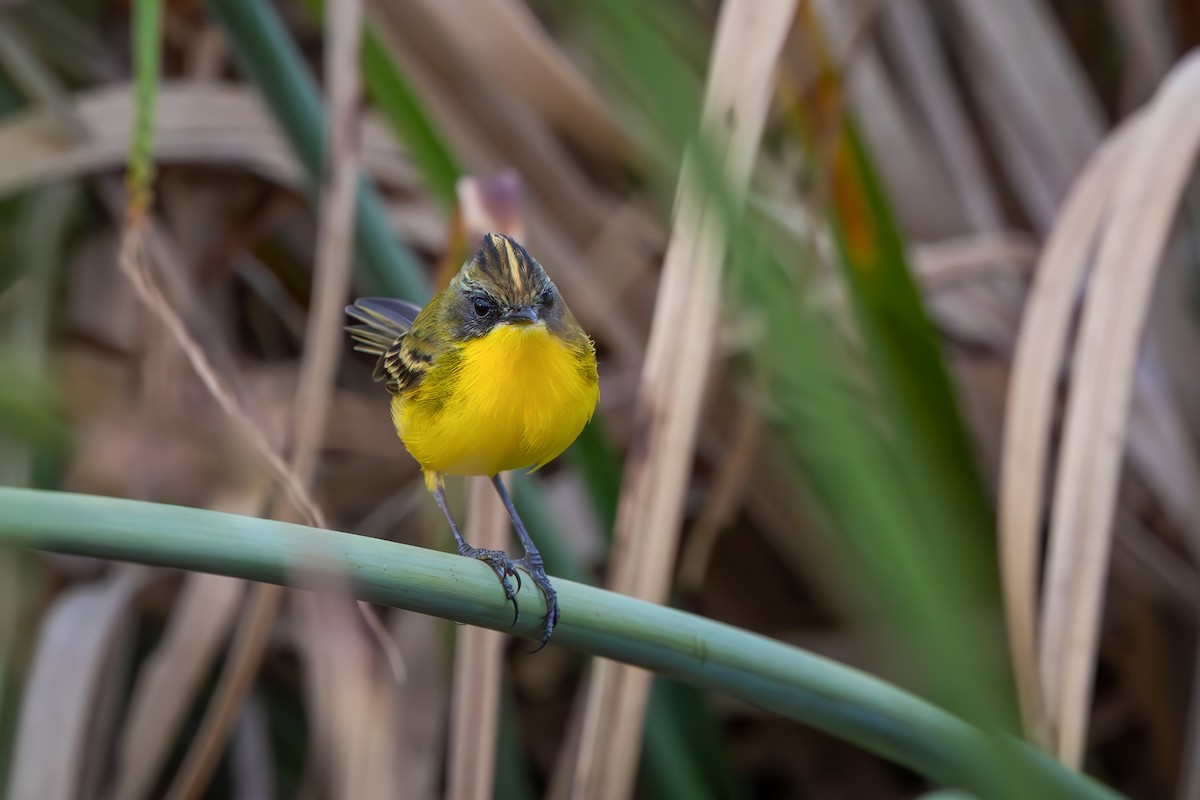 Crested Doradito - ML649617370