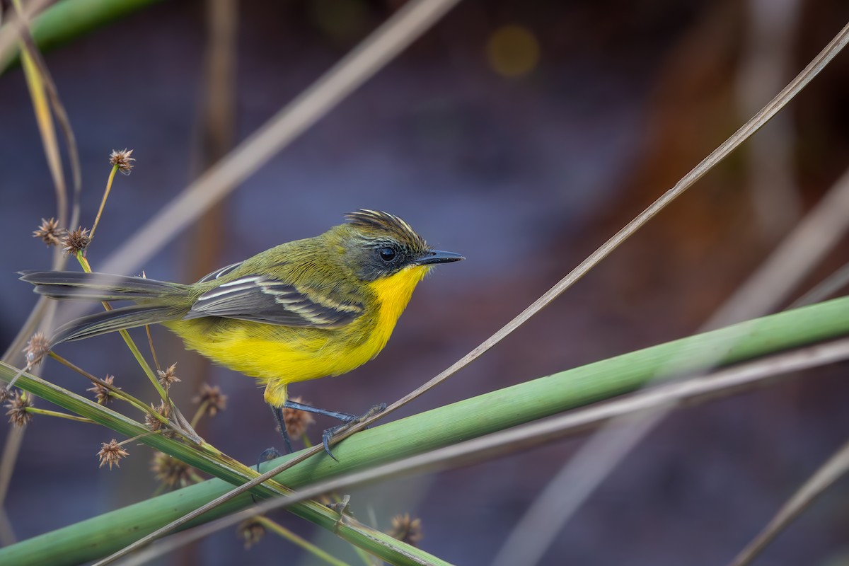 Crested Doradito - ML649617371