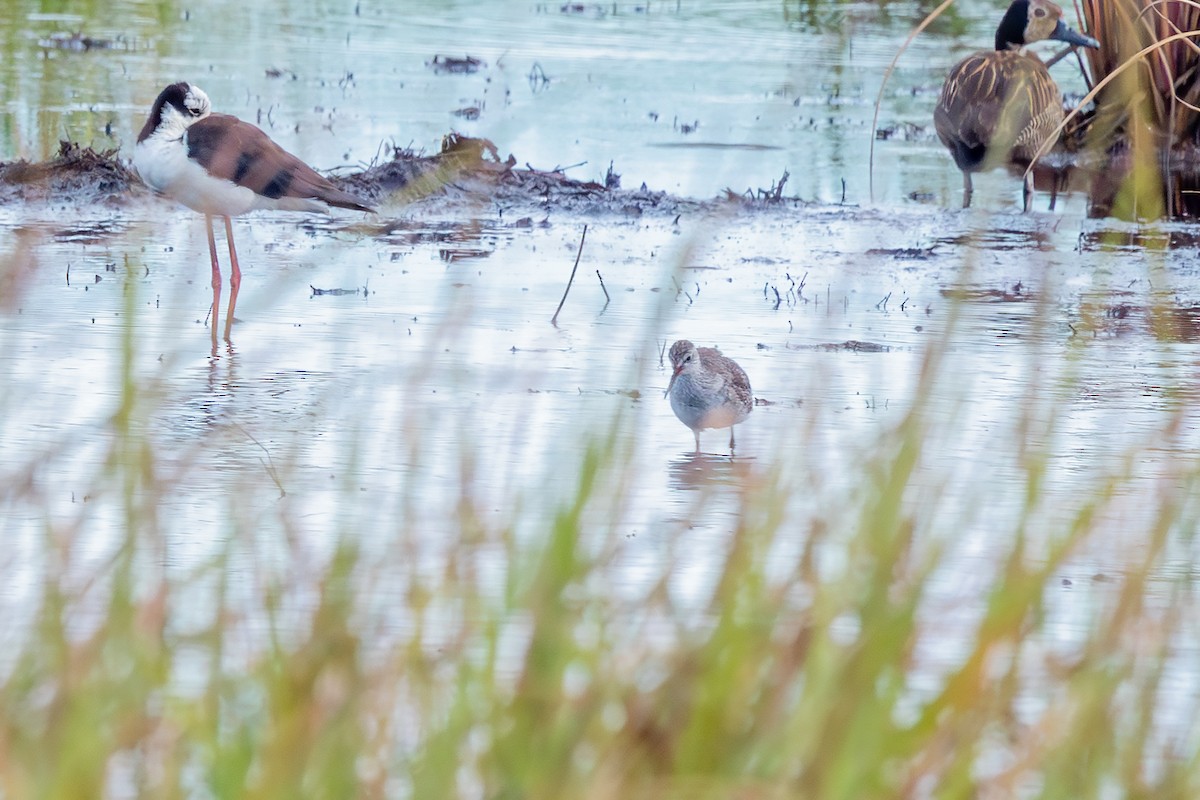 Lesser Yellowlegs - ML649617389