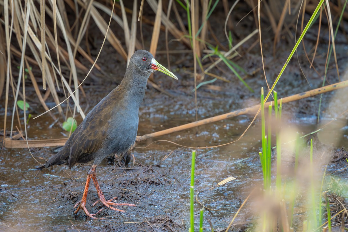 Plumbeous Rail - ML649617409