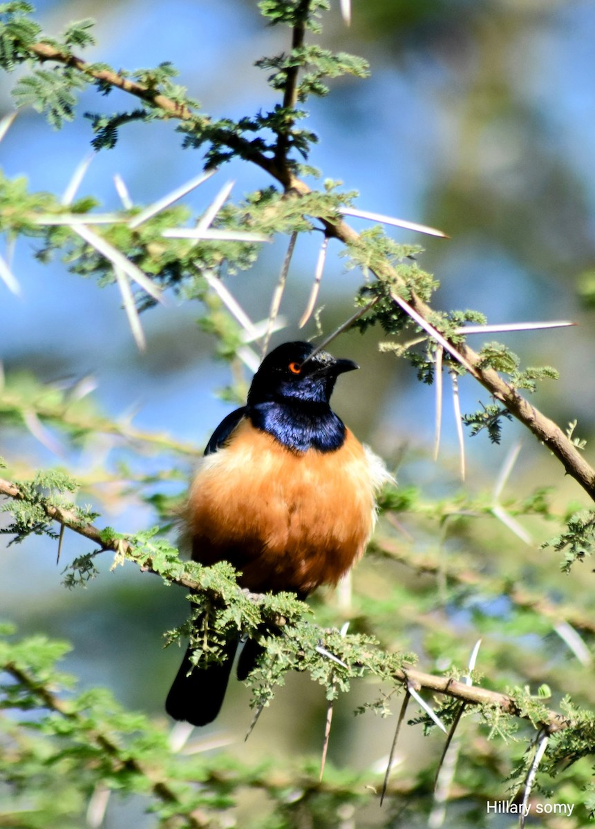 Hildebrandt's Starling - ML649617750