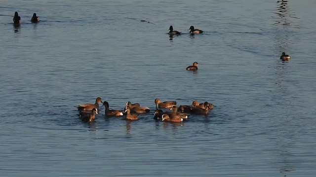 Свищ американський - ML649617800