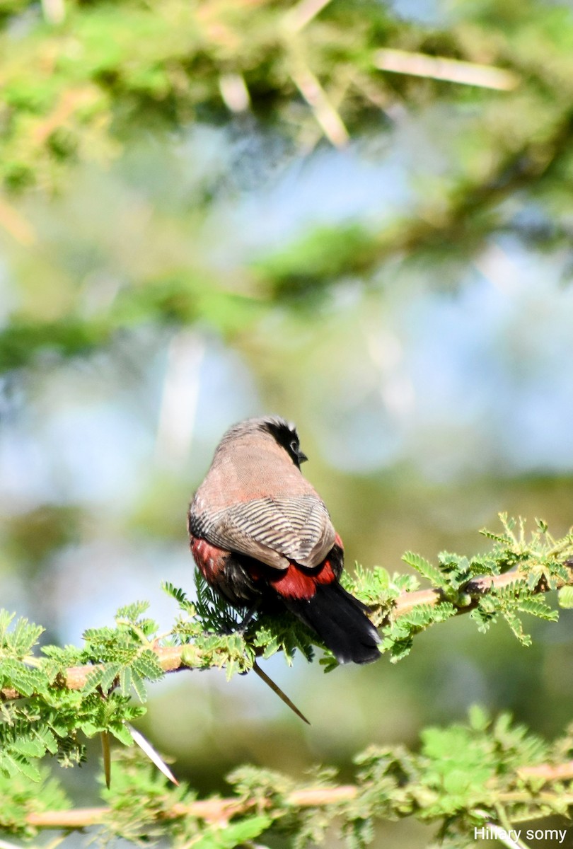 Black-faced Waxbill - ML649618114