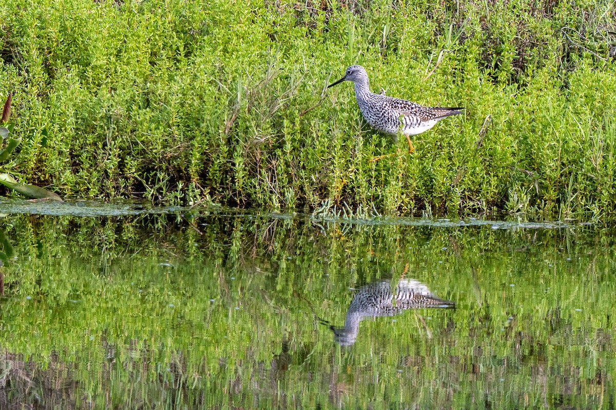 Greater Yellowlegs - ML649618521