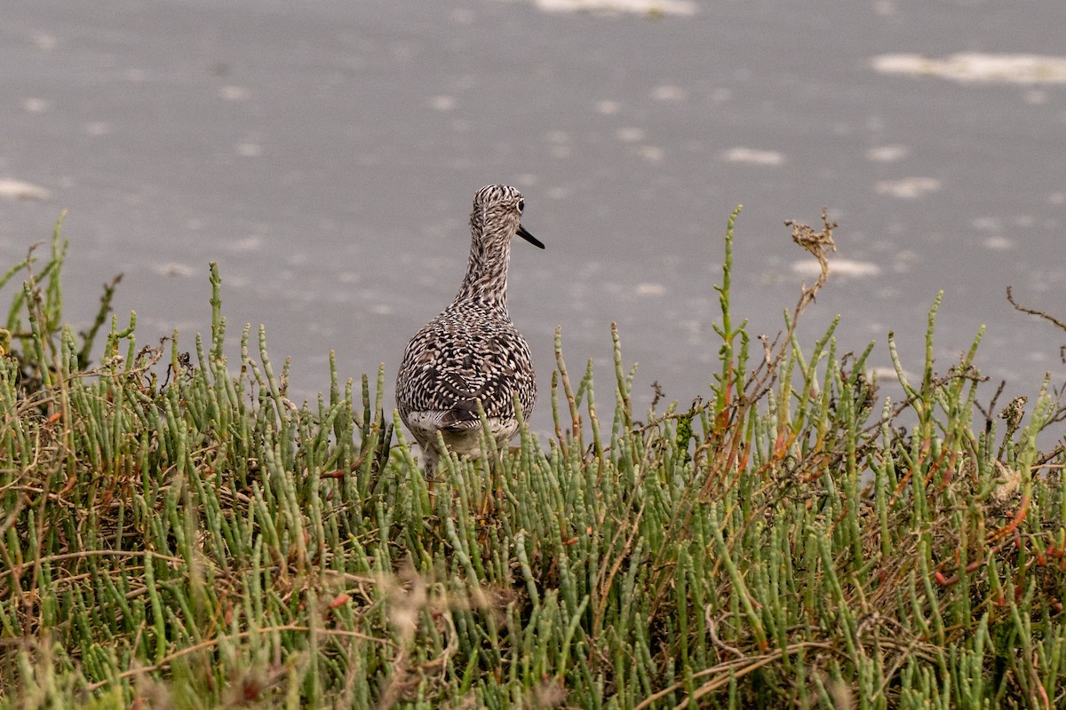 Greater Yellowlegs - ML649618523