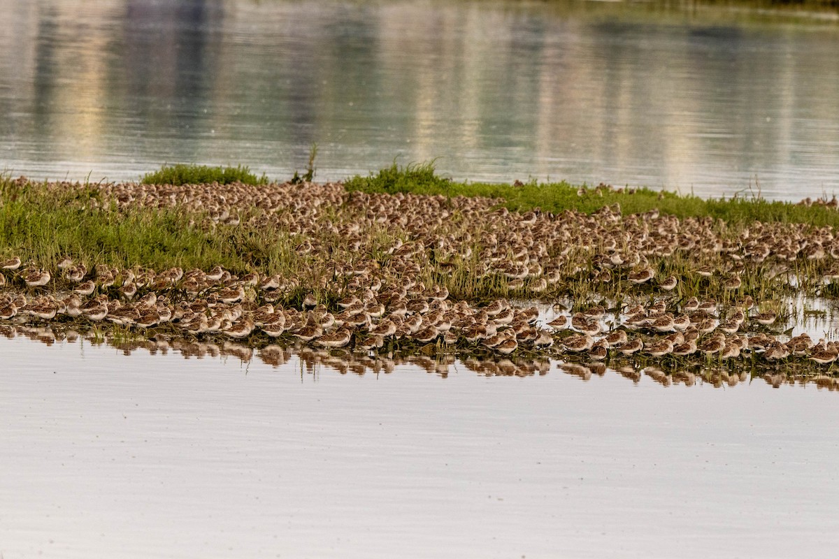 Dunlin (pacifica/arcticola) - ML649618543