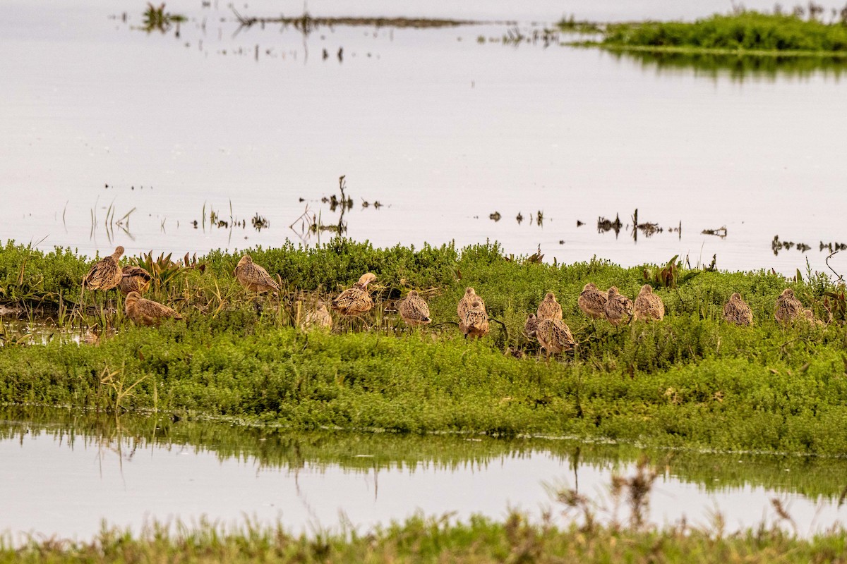 Marbled Godwit - ML649618572