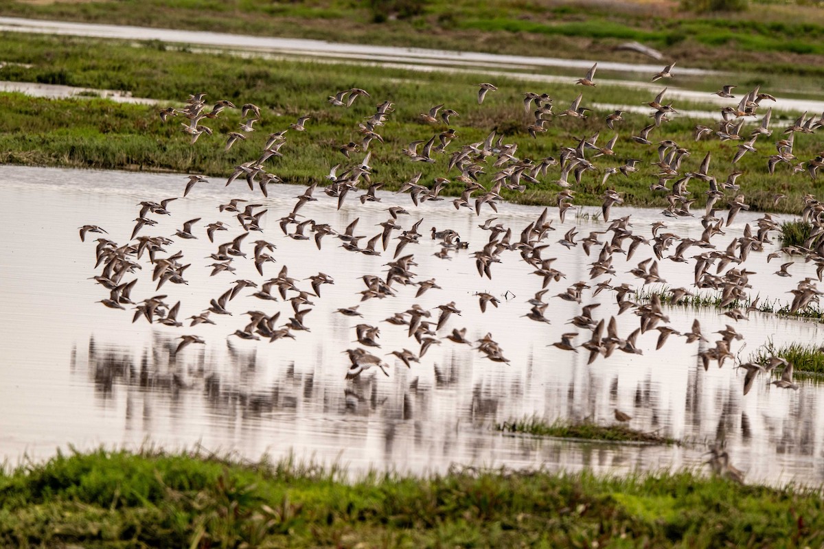 Short-billed Dowitcher - ML649618593