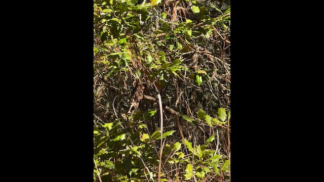 Ruby-crowned Kinglet - ML649618596