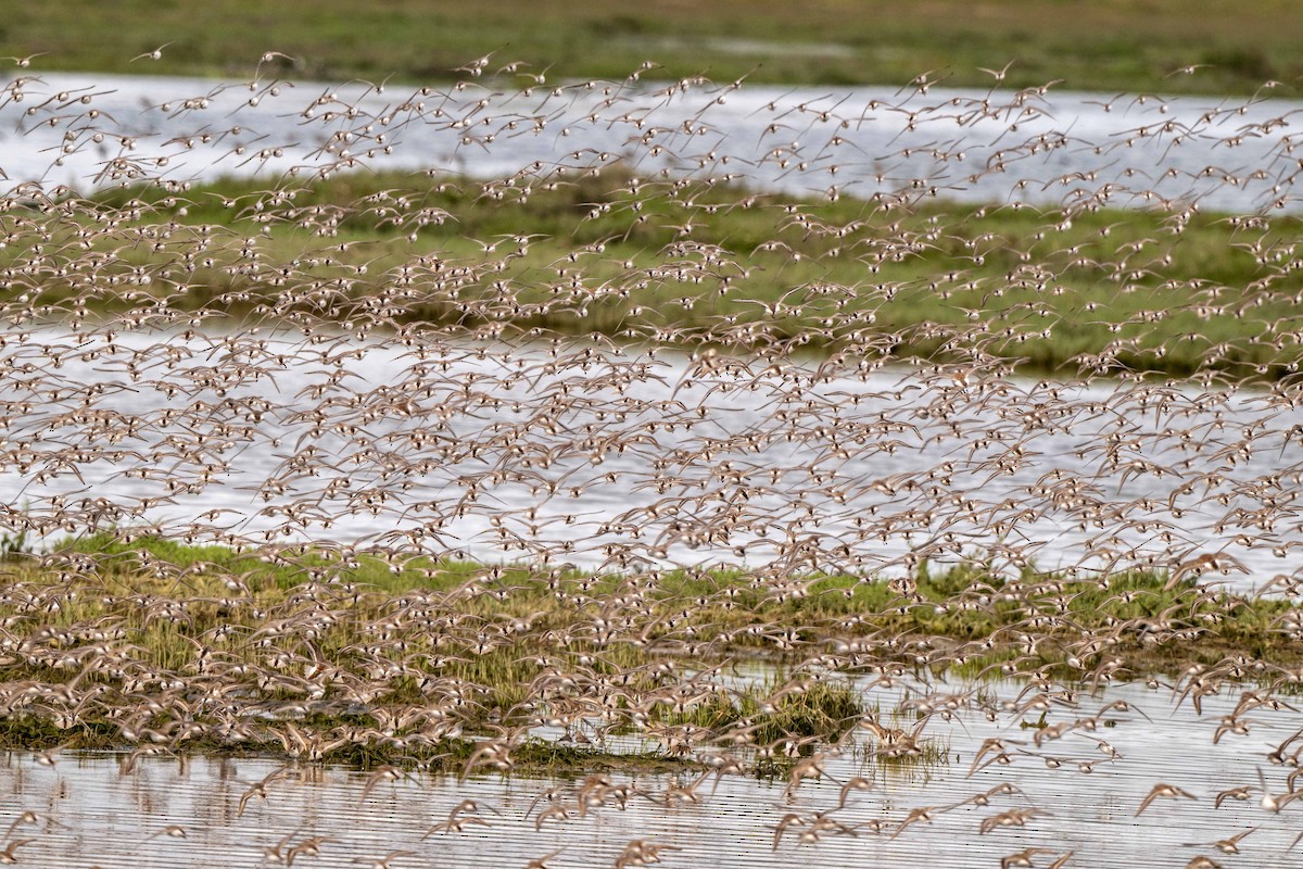 Western Sandpiper - ML649618617