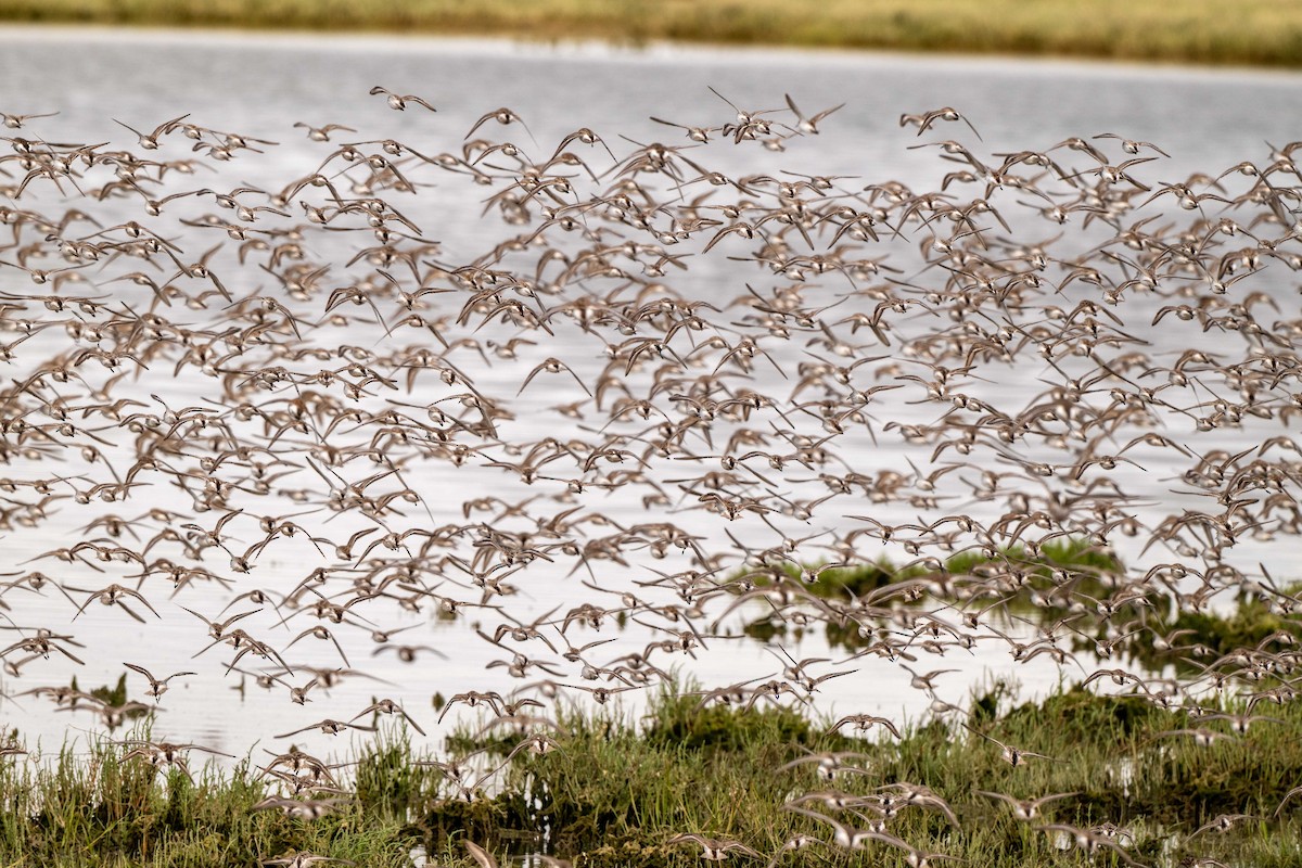 Western Sandpiper - ML649618618
