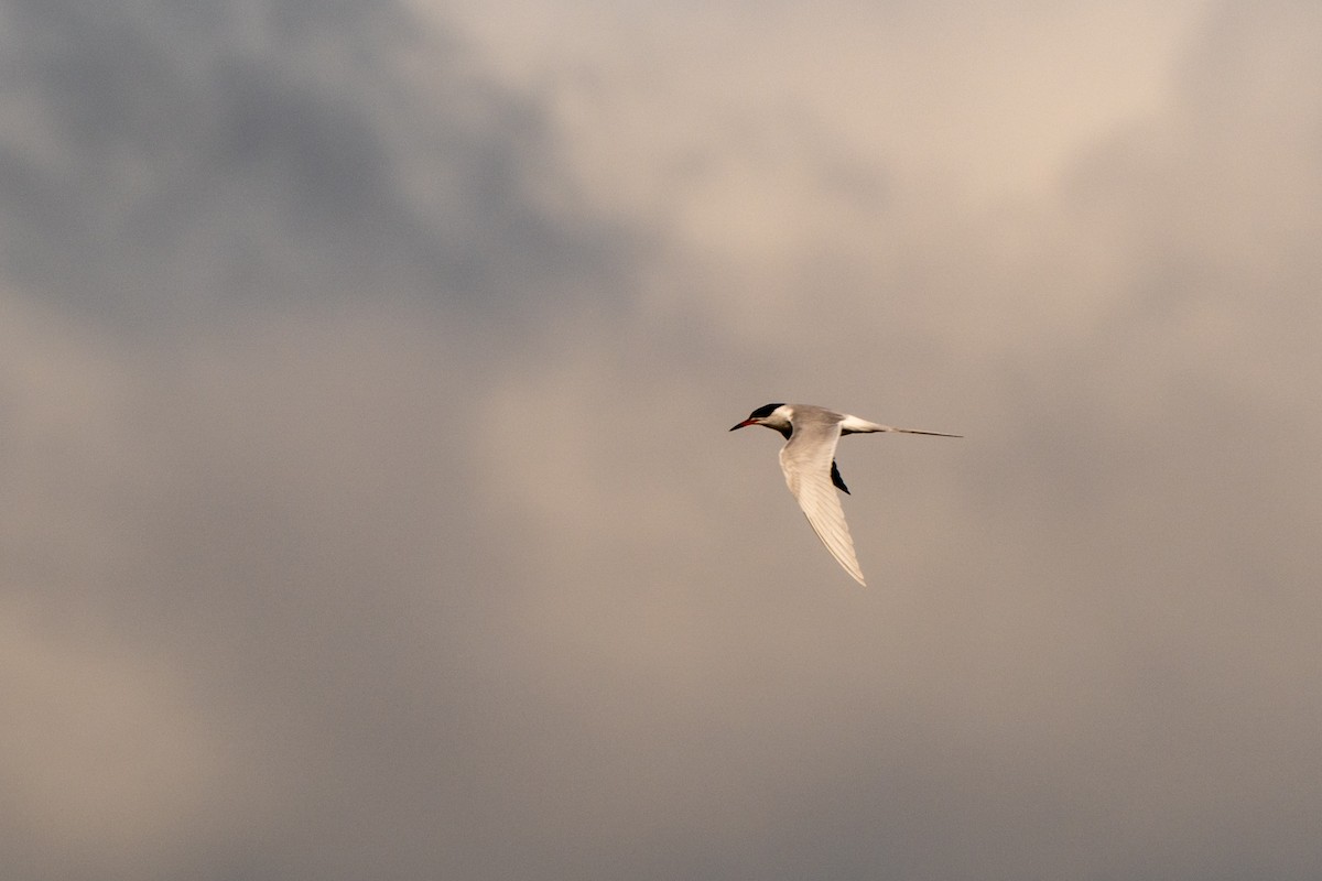Forster's Tern - ML649618641