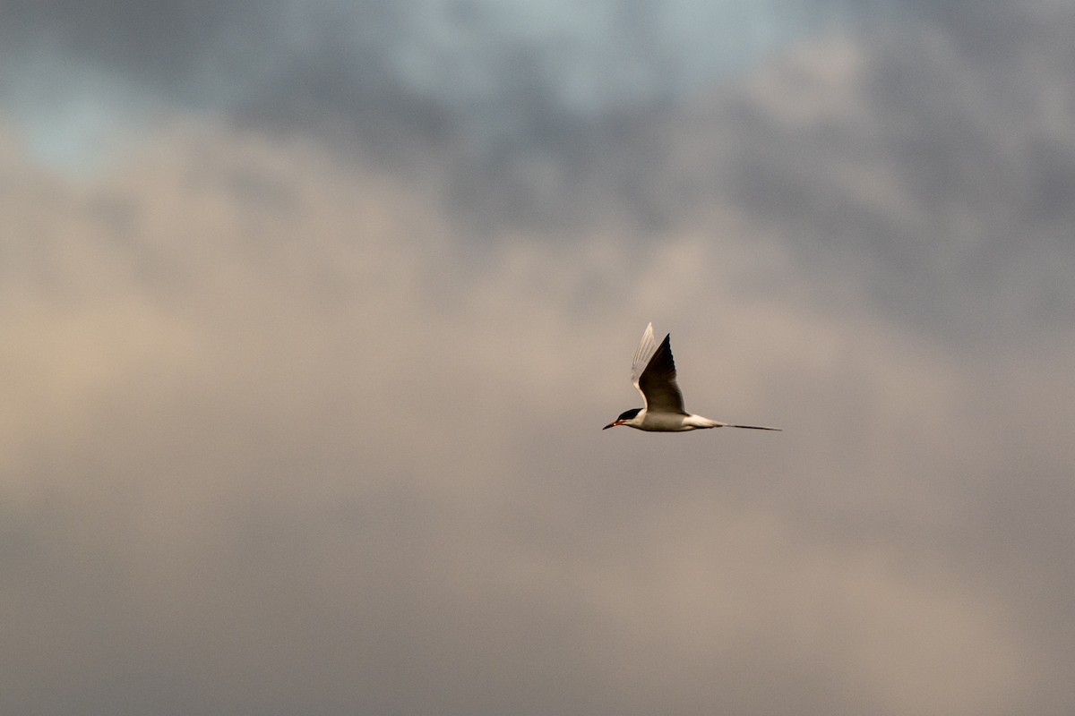 Forster's Tern - ML649618643