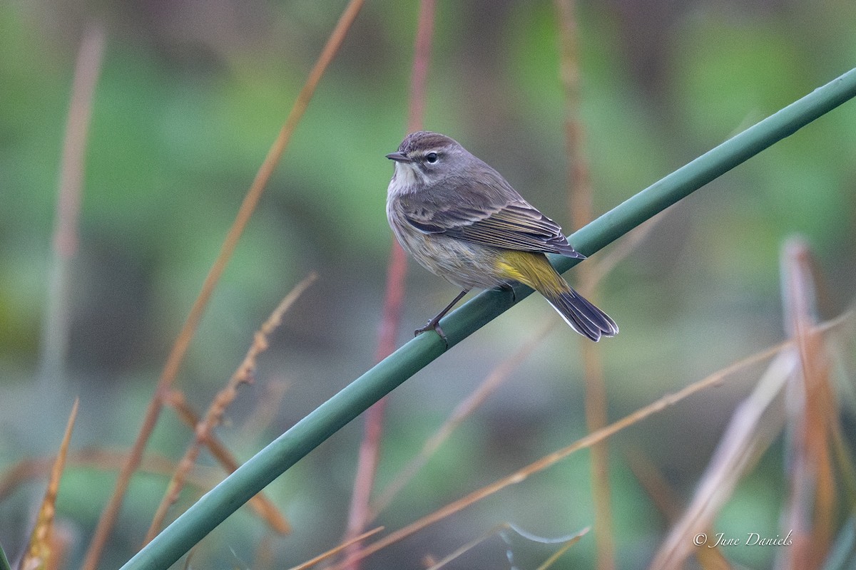 Пісняр-лісовик рудоголовий - ML649619528