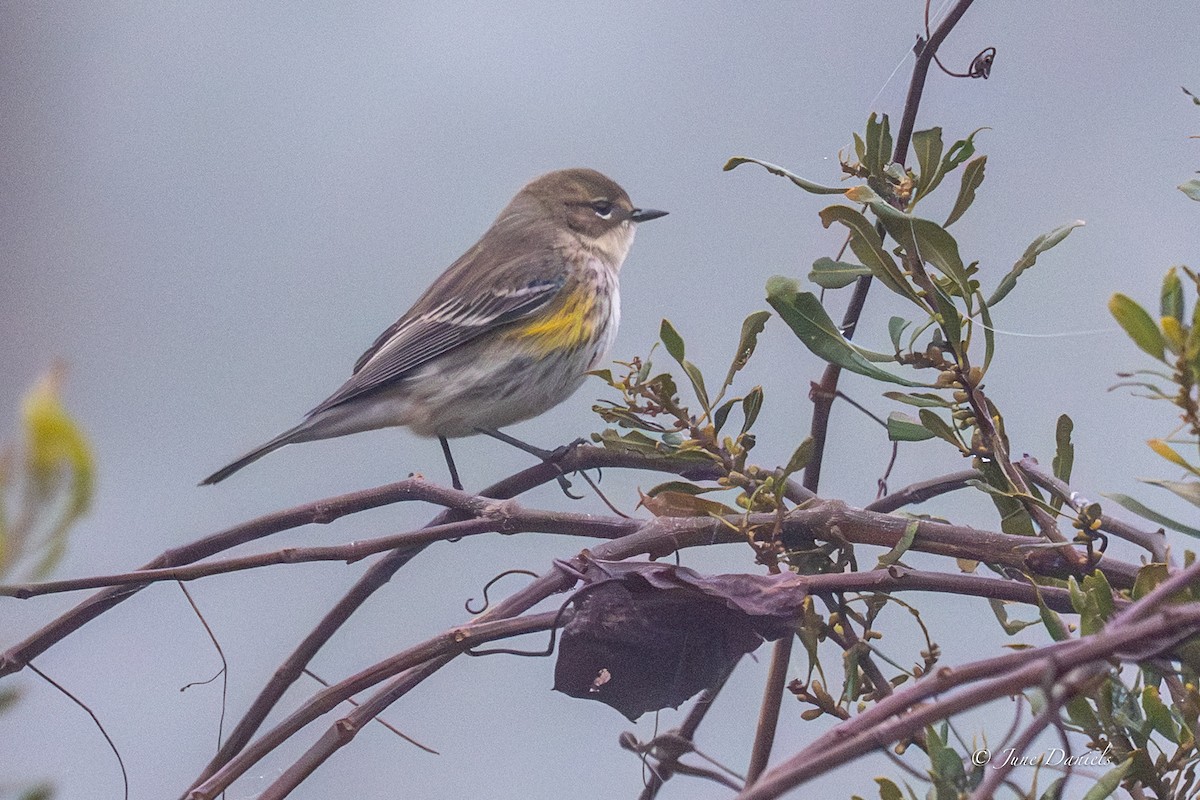 Пісняр-лісовик жовтогузий - ML649619541