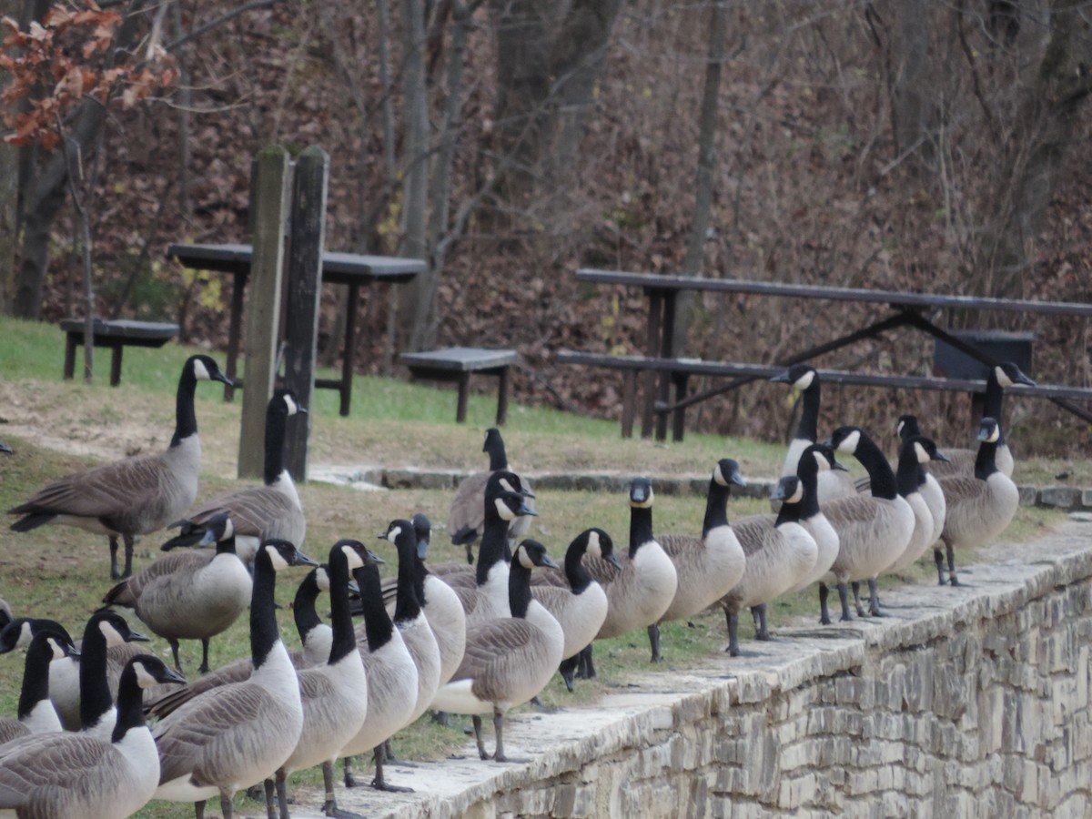 Branta kanadar handia - ML649620630