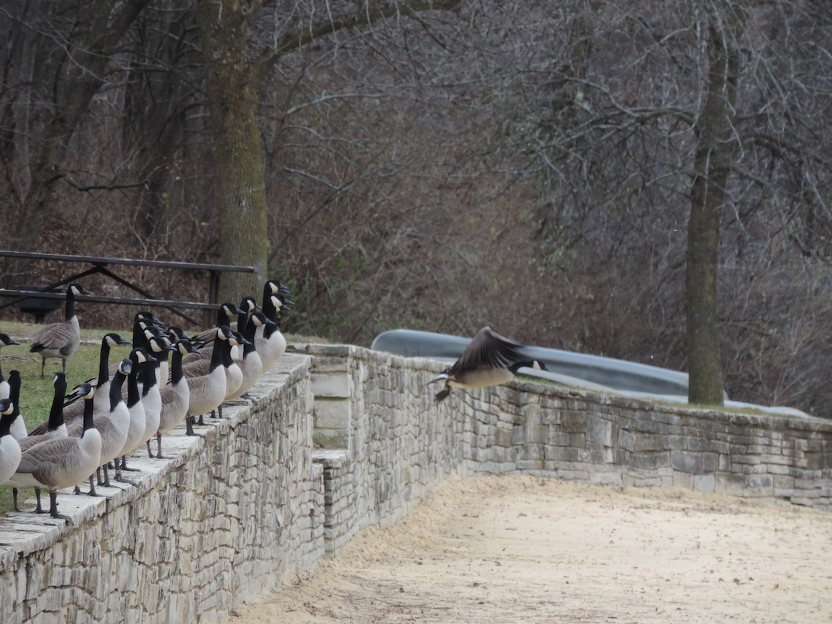 Branta kanadar handia - ML649620631