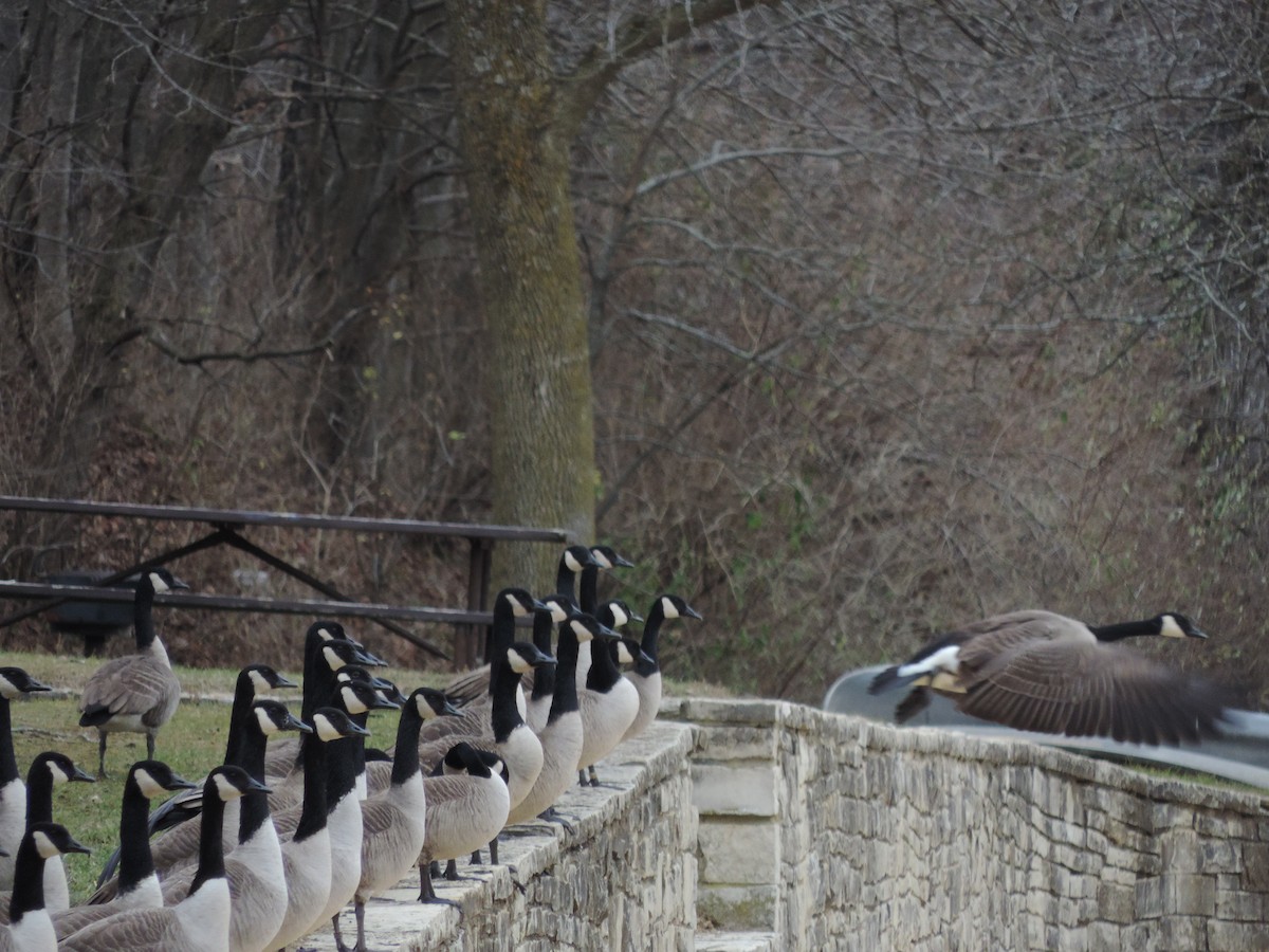 Branta kanadar handia - ML649620633