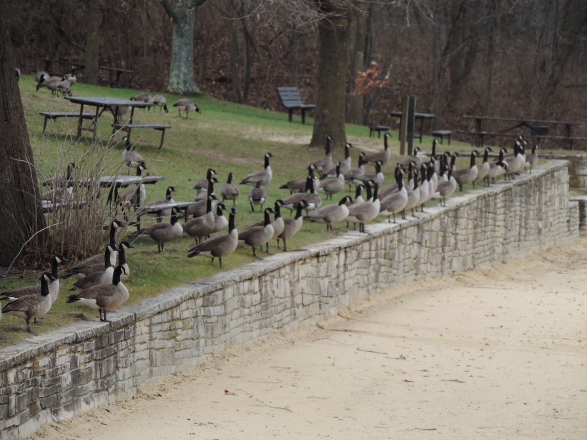 Branta kanadar handia - ML649620636