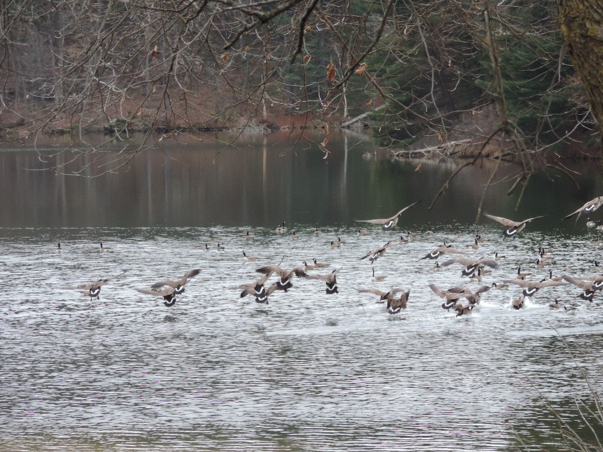 Branta kanadar handia - ML649620637