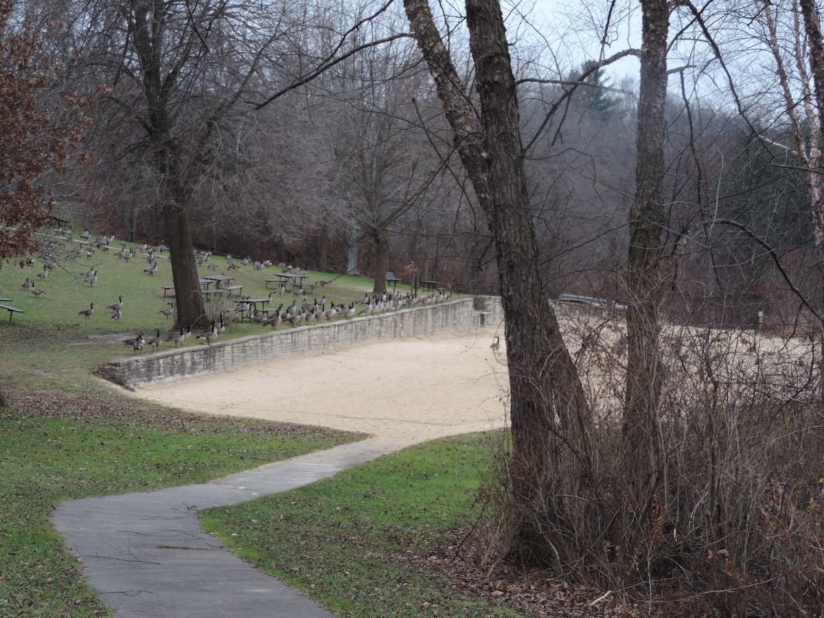 Branta kanadar handia - ML649620639