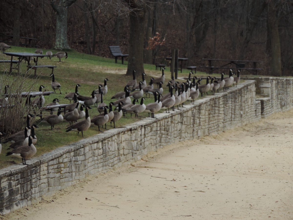 Branta kanadar handia - ML649620640