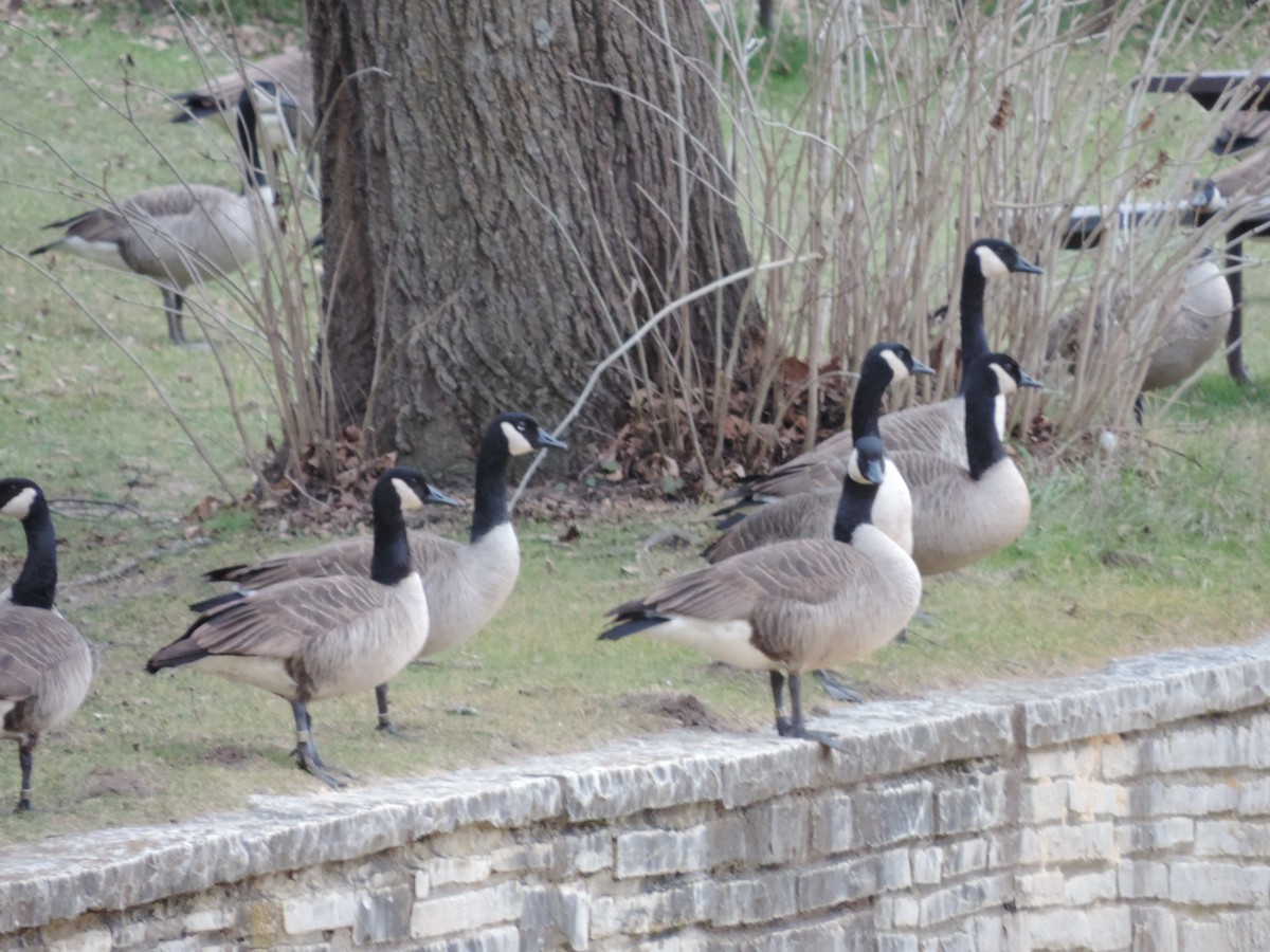 Branta kanadar handia - ML649620642