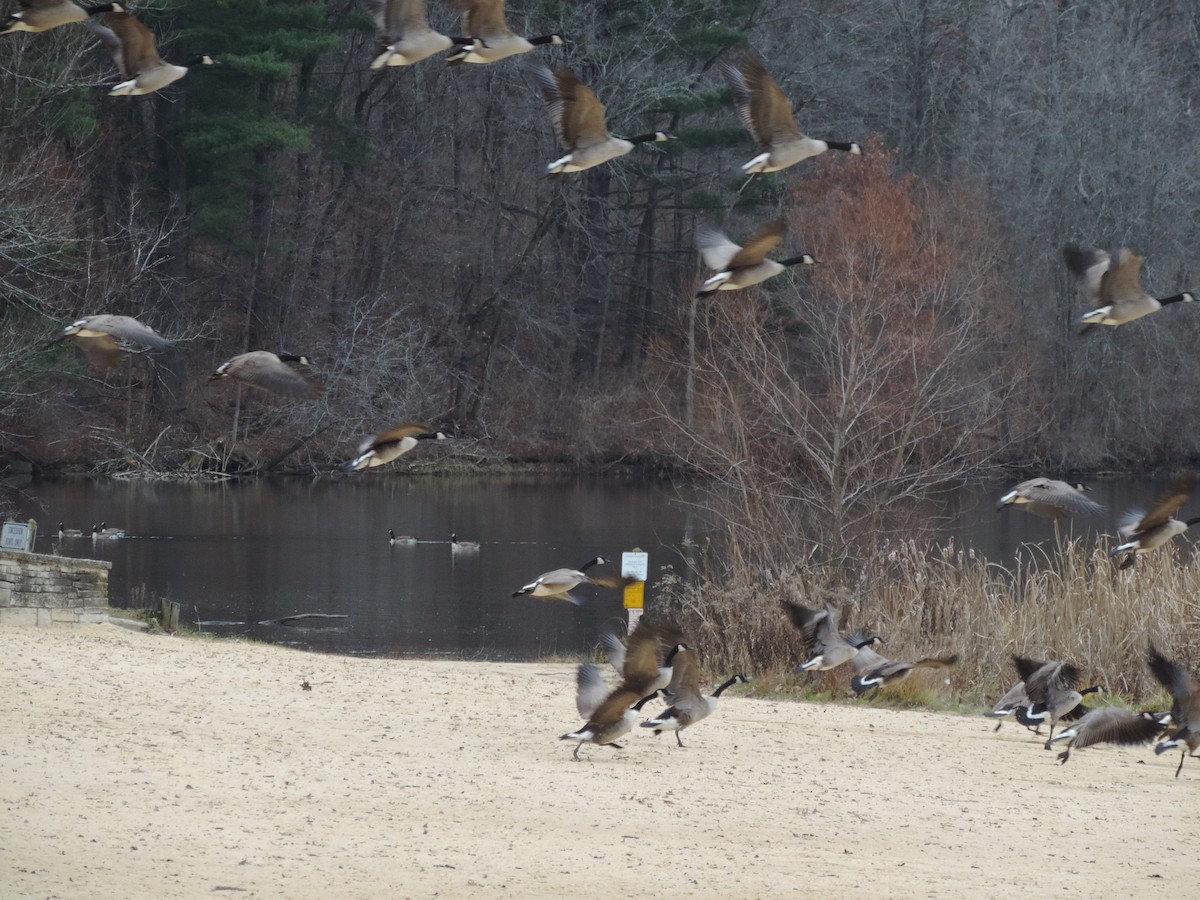 Branta kanadar handia - ML649620643