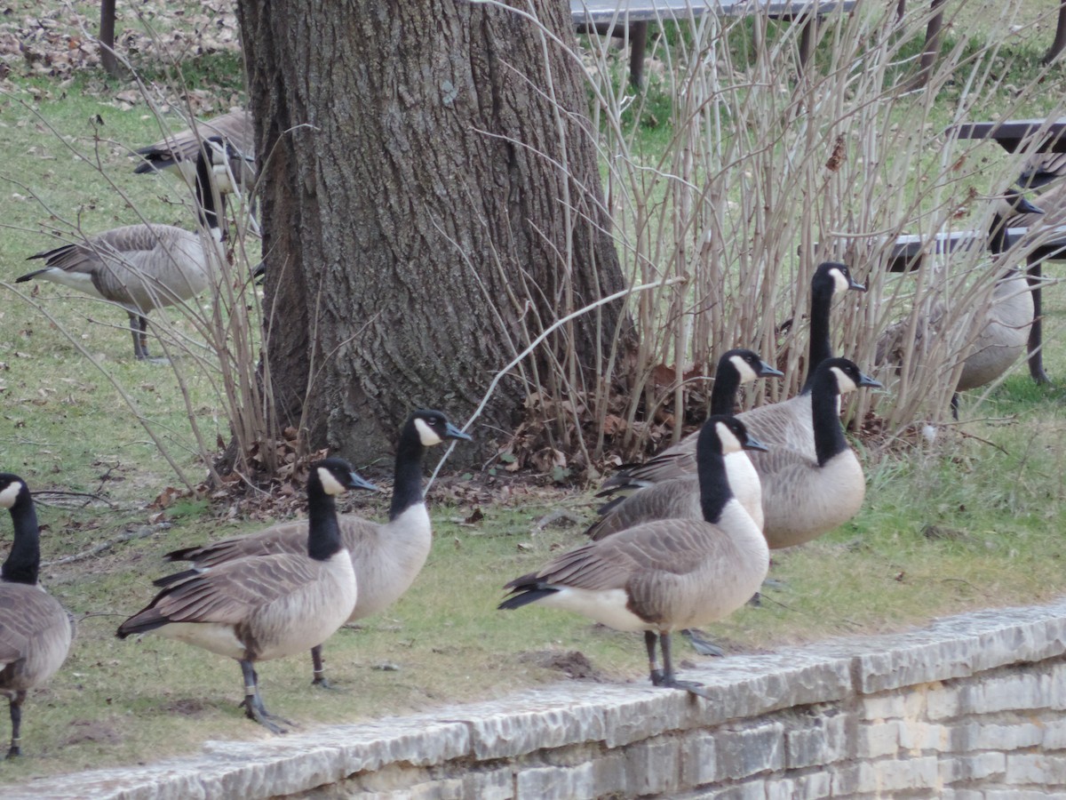 Branta kanadar handia - ML649620644