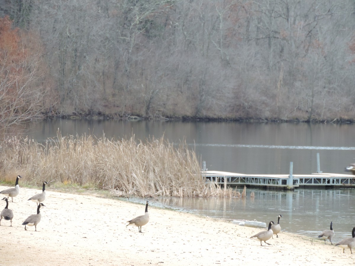 Branta kanadar handia - ML649620645