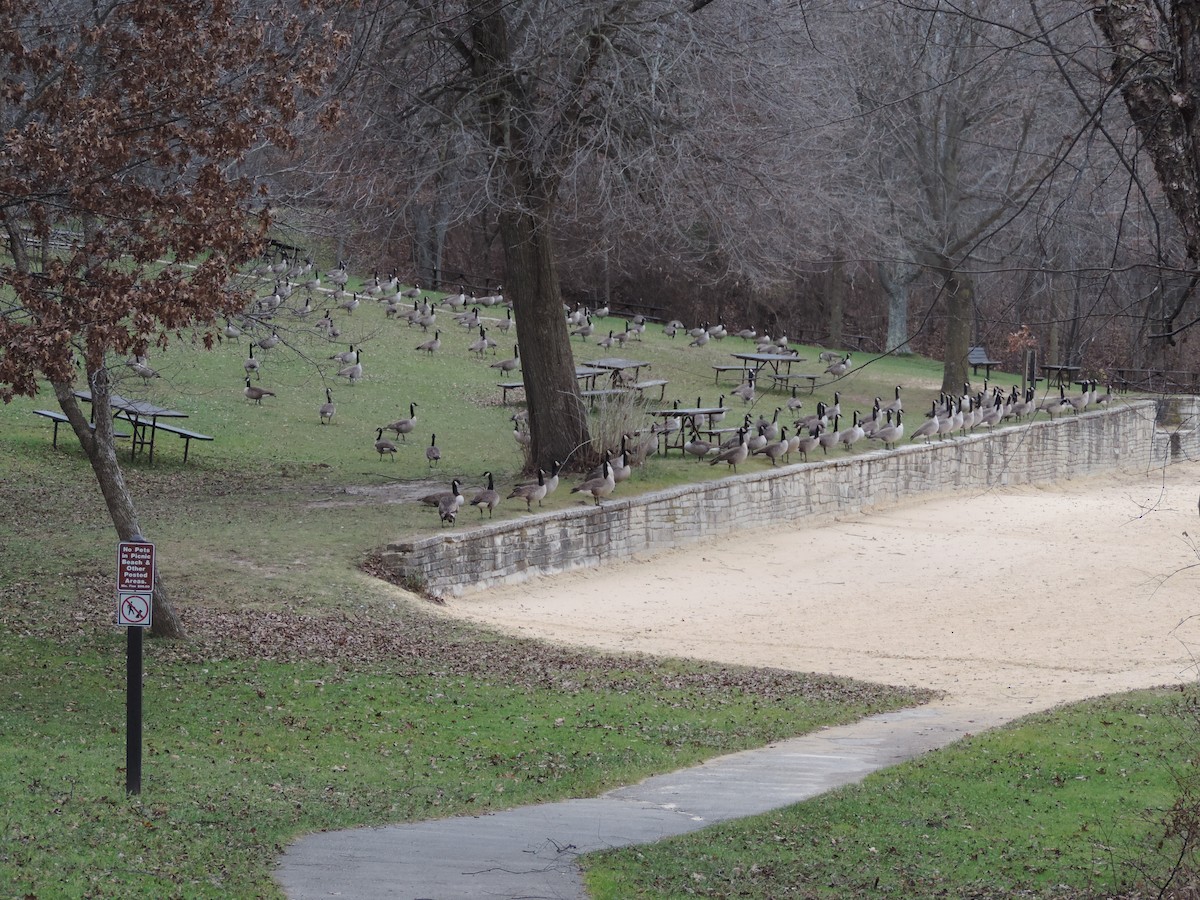 Branta kanadar handia - ML649620646