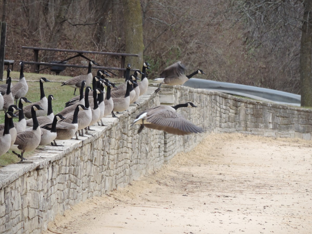 Branta kanadar handia - ML649620647